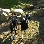 Urlaub Auf Dem Haenslehof * Elzach
