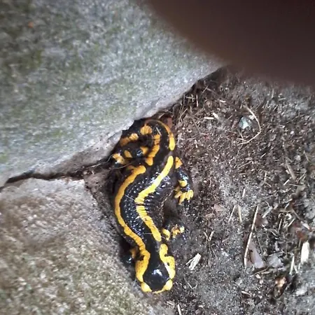 Urlaub Auf Dem Haenslehof Apartamento Elzach