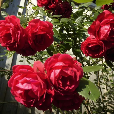 Urlaub Auf Dem Haenslehof شقة *