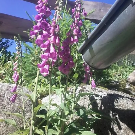 Urlaub Auf Dem Hänslehof * Elzach