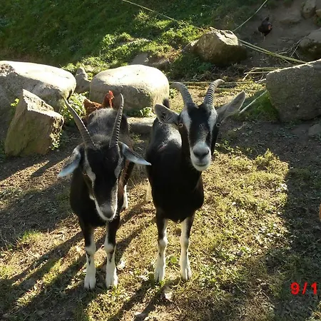 Urlaub Auf Dem Haenslehof * Elzach