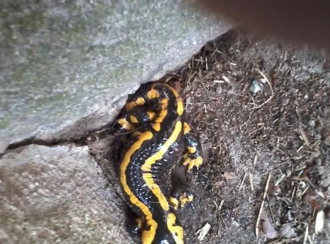 Urlaub Auf Dem Haenslehof Apartamento Elzach