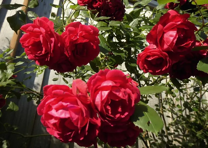 Urlaub Auf Dem Haenslehof Apartamento *