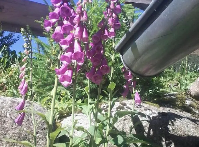 Urlaub Auf Dem Haenslehof * Elzach