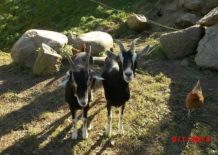 Urlaub Auf Dem Haenslehof * Elzach
